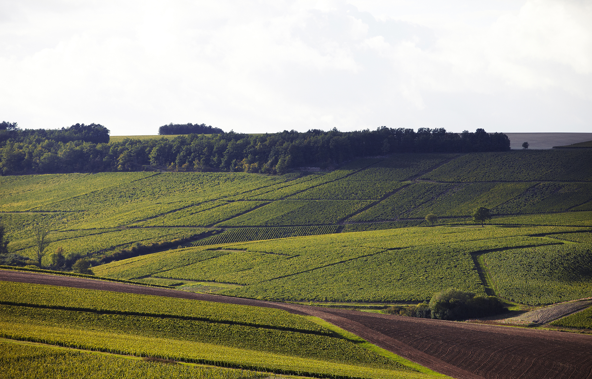 Chablis Rebberg von Domaine Louis Michel & Fils